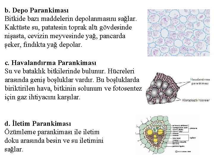 b. Depo Parankiması Bitkide bazı maddelerin depolanmasını sağlar. Kaktüste su, patatesin toprak altı gövdesinde