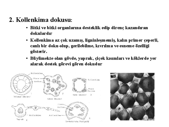 2. Kollenkima dokusu: • Bitki ve bitki organlarına desteklik edip direnç kazandıran dokulardır •