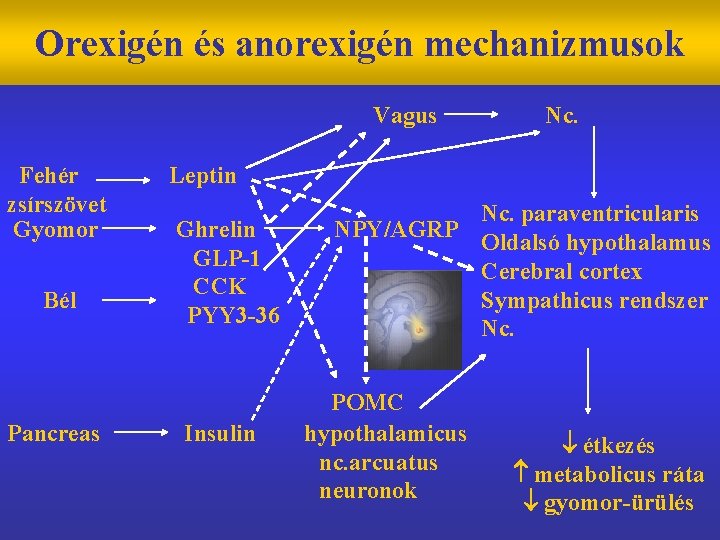 Orexigén és anorexigén mechanizmusok Vagus Fehér zsírszövet Gyomor Bél Pancreas Nc. Leptin Ghrelin GLP-1