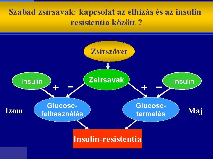 Szabad zsírsavak: kapcsolat az elhízás és az insulinresistentia között ? Zsírszövet Zsírsavak Izom Glucosefelhasználás