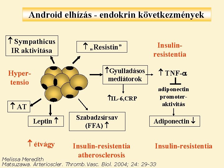 Android elhízás - endokrin következmények Sympathicus IR aktivitása „Resistin” Insulinresistentia Gyulladásos mediátorok Hypertensio TNF-