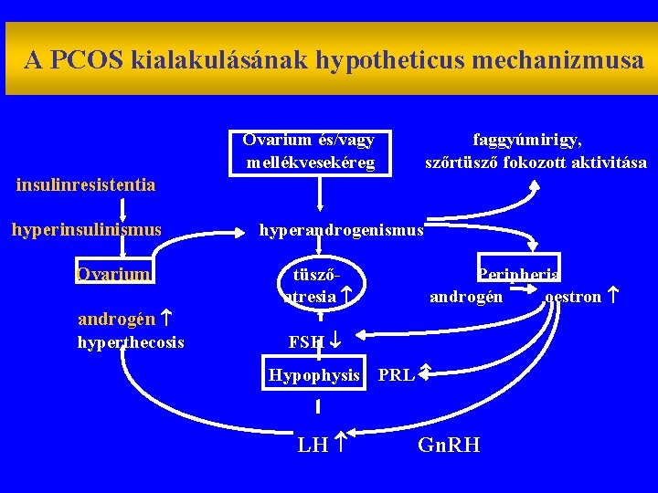 A PCOS kialakulásának hypotheticus mechanizmusa Ovarium és/vagy mellékvesekéreg faggyúmirigy, szőrtüsző fokozott aktivitása insulinresistentia hyperinsulinismus