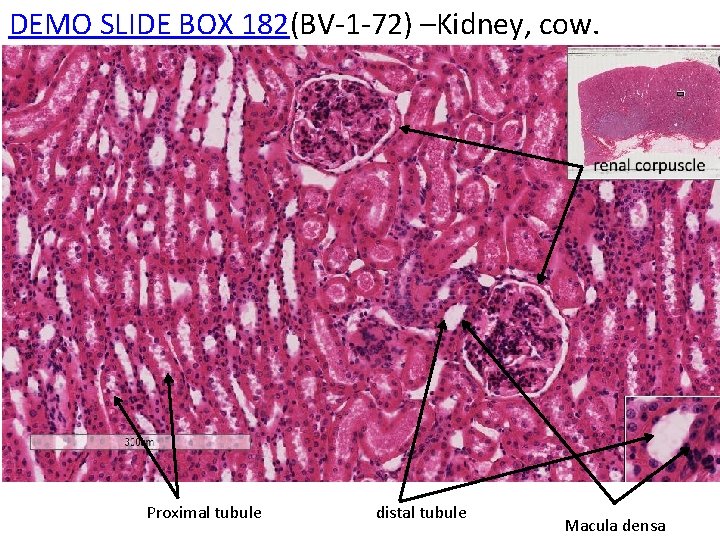 DEMO SLIDE BOX 182(BV-1 -72) –Kidney, cow. Proximal tubule distal tubule Macula densa 