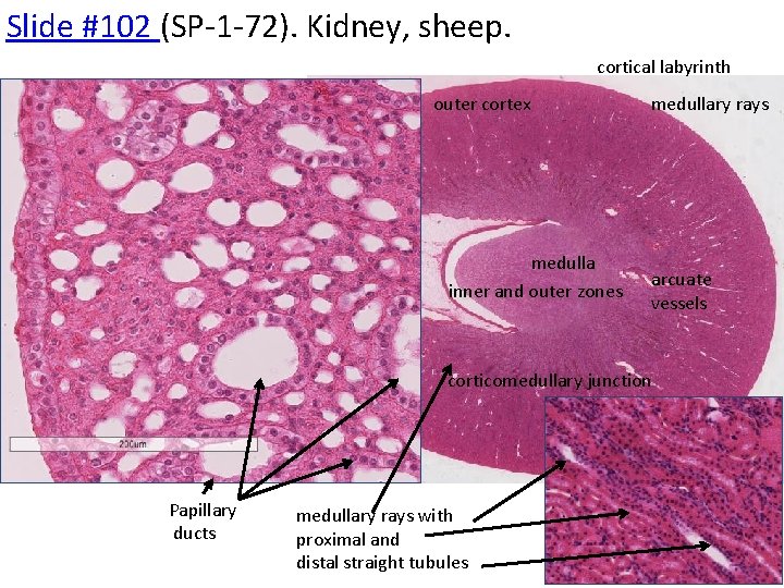 Slide #102 (SP-1 -72). Kidney, sheep. cortical labyrinth outer cortex medulla inner and outer