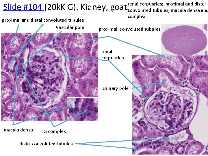 renal corpuscles; proximal and distal convoluted tubules; macula densa and complex Slide #104 (20
