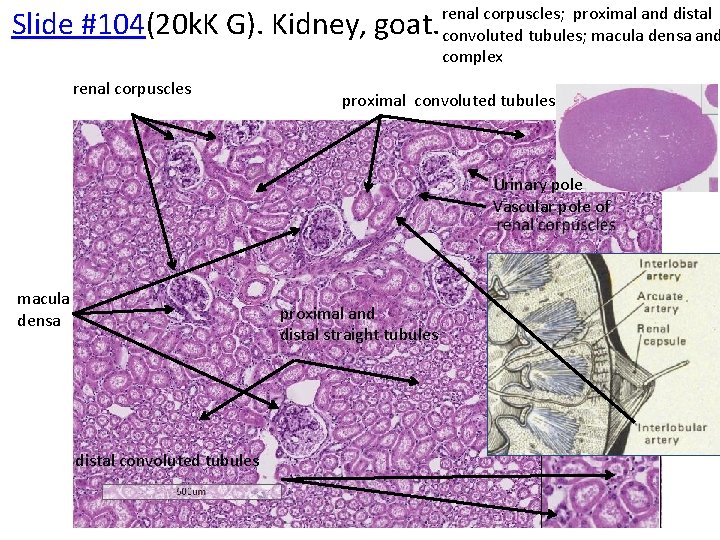 Slide #104(20 k. K G). Kidney, goat. renal corpuscles; proximal and distal convoluted tubules;