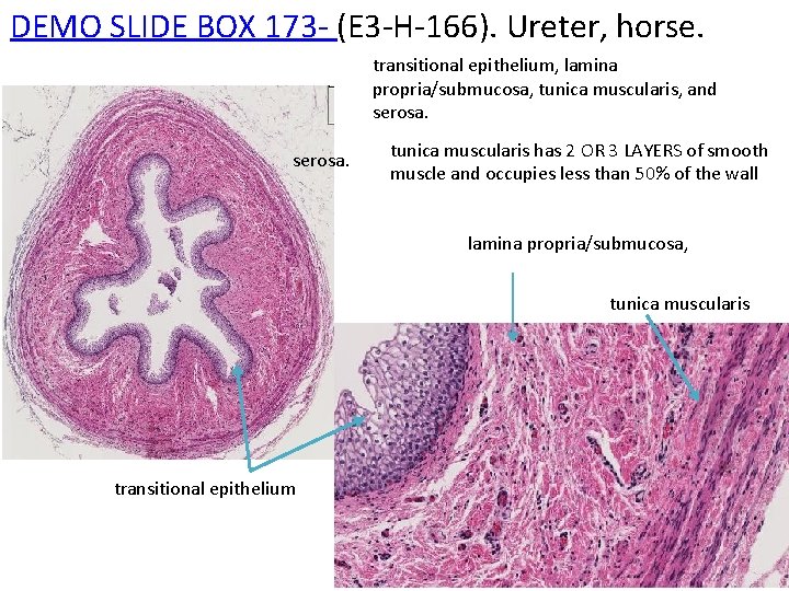 DEMO SLIDE BOX 173 - (E 3 -H-166). Ureter, horse. transitional epithelium, lamina propria/submucosa,