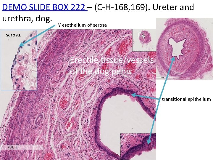 DEMO SLIDE BOX 222 – (C-H-168, 169). Ureter and urethra, dog. Mesothelium of serosa.