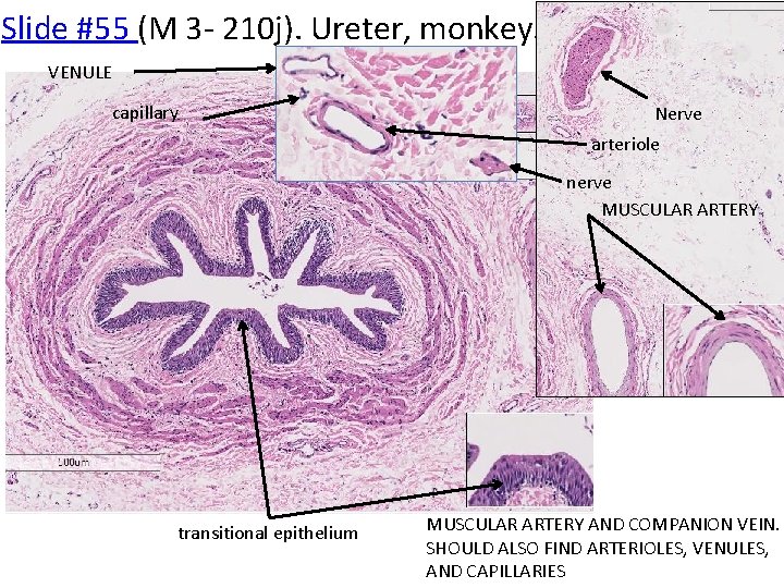 Slide #55 (M 3 - 210 j). Ureter, monkey. VENULE capillary Nerve arteriole nerve
