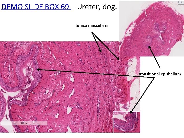 DEMO SLIDE BOX 69 – Ureter, dog. tunica muscularis transitional epithelium 