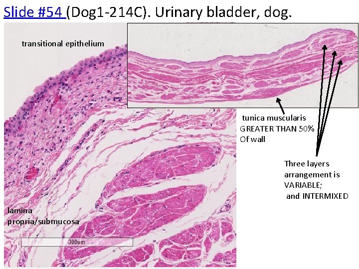 Slide #54 (Dog 1 -214 C). Urinary bladder, dog. transitional epithelium tunica muscularis GREATER