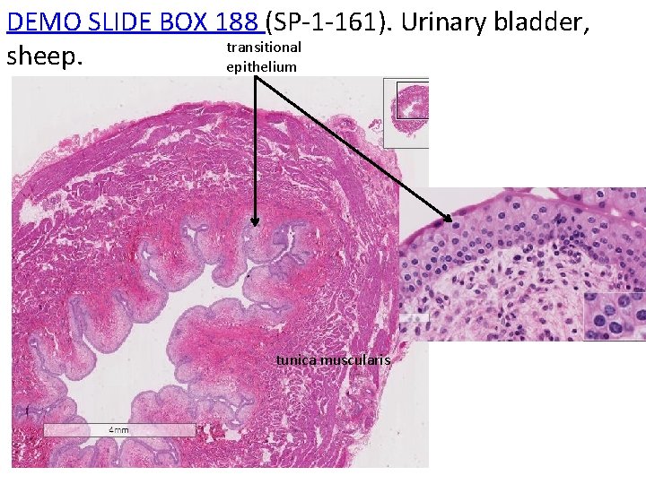 DEMO SLIDE BOX 188 (SP-1 -161). Urinary bladder, transitional sheep. epithelium tunica muscularis 