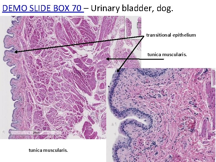 DEMO SLIDE BOX 70 – Urinary bladder, dog. transitional epithelium tunica muscularis. 