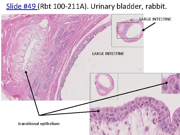 Slide #49 (Rbt 100 -211 A). Urinary bladder, rabbit. LARGE INTESTINE transitional epithelium 
