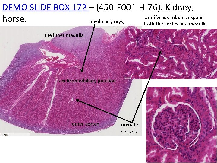 DEMO SLIDE BOX 172 – (450 -E 001 -H-76). Kidney, Uriniferous tubules expand horse.