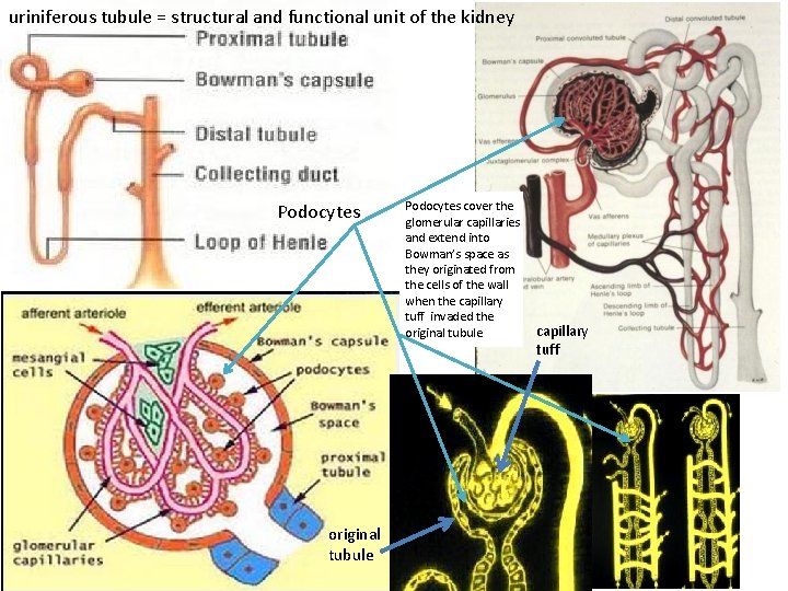 uriniferous tubule = structural and functional unit of the kidney Podocytes original tubule Podocytes