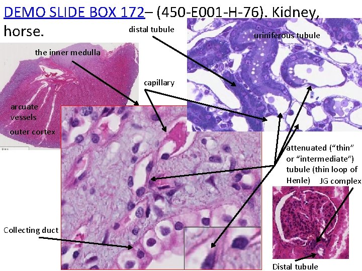 DEMO SLIDE BOX 172– (450 -E 001 -H-76). Kidney, distal tubule horse. uriniferous tubule