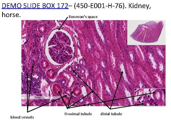 DEMO SLIDE BOX 172– (450 -E 001 -H-76). Kidney, horse. Bowman's space blood vessels
