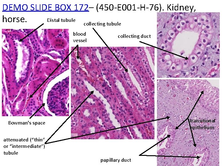 DEMO SLIDE BOX 172– (450 -E 001 -H-76). Kidney, Distal tubule horse. collecting tubule