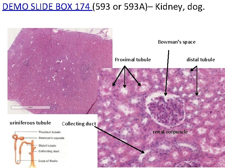 DEMO SLIDE BOX 174 (593 or 593 A)– Kidney, dog. Bowman's space Proximal tubule