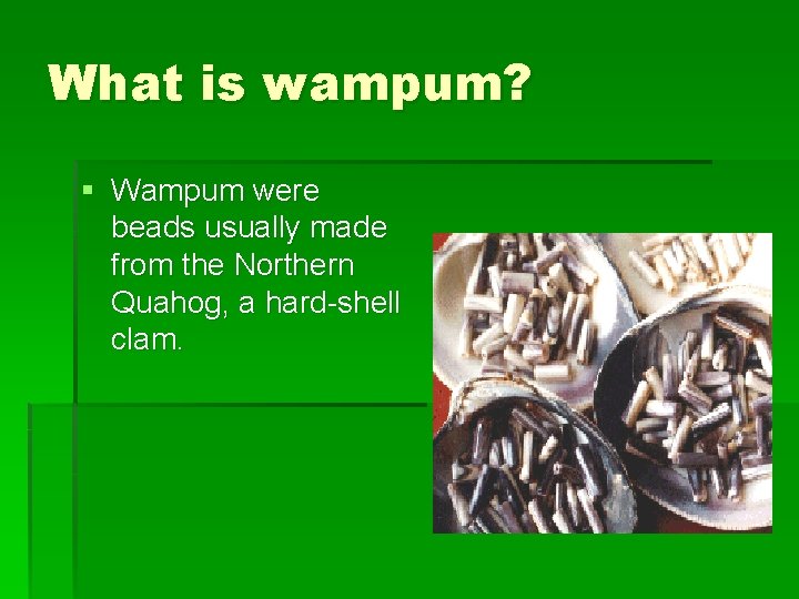 What is wampum? § Wampum were beads usually made from the Northern Quahog, a