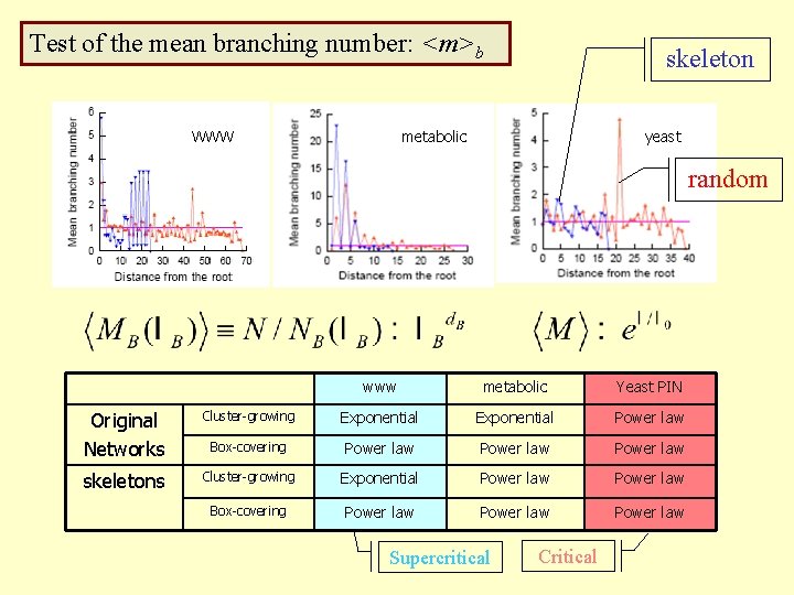 Test of the mean branching number: <m>b WWW skeleton metabolic yeast random www metabolic