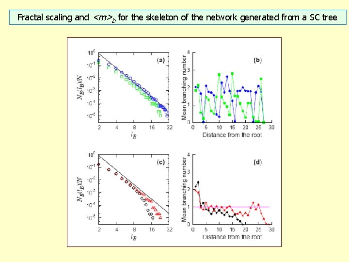 Fractal scaling and <m>b for the skeleton of the network generated from a SC