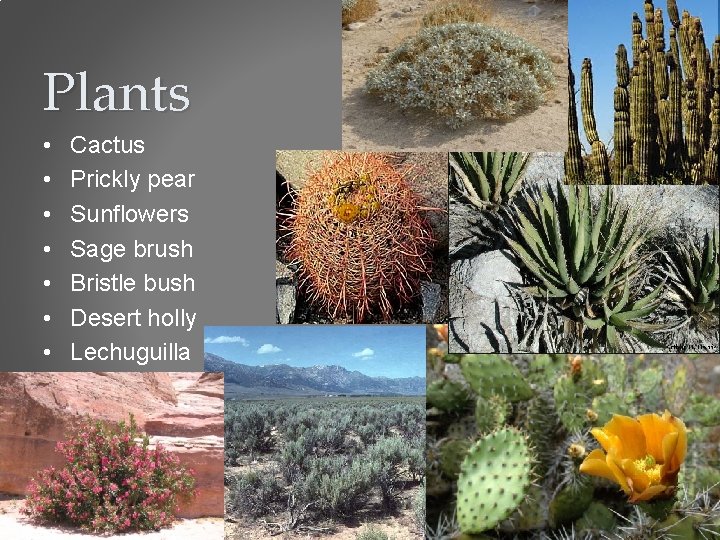 Plants • • Cactus Prickly pear Sunflowers Sage brush Bristle bush Desert holly Lechuguilla