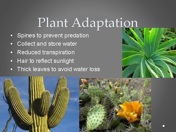Plant Adaptation • • • Spines to prevent predation Collect and store water Reduced