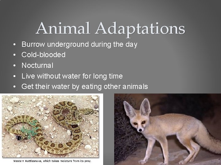 Animal Adaptations • • • Burrow underground during the day Cold-blooded Nocturnal Live without