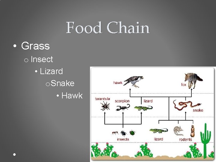 Food Chain • Grass o Insect • Lizard o Snake • Hawk 
