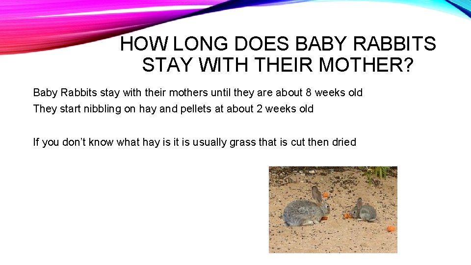 BUNNIES AND RABBITS By Krystal DIFFERENT TYPES OF