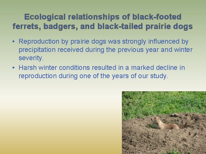 Ecological relationships of black-footed ferrets, badgers, and black-tailed prairie dogs • Reproduction by prairie
