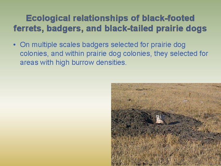 Ecological relationships of black-footed ferrets, badgers, and black-tailed prairie dogs • On multiple scales