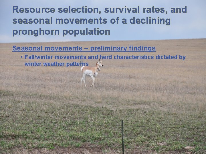 Resource selection, survival rates, and seasonal movements of a declining pronghorn population Seasonal movements