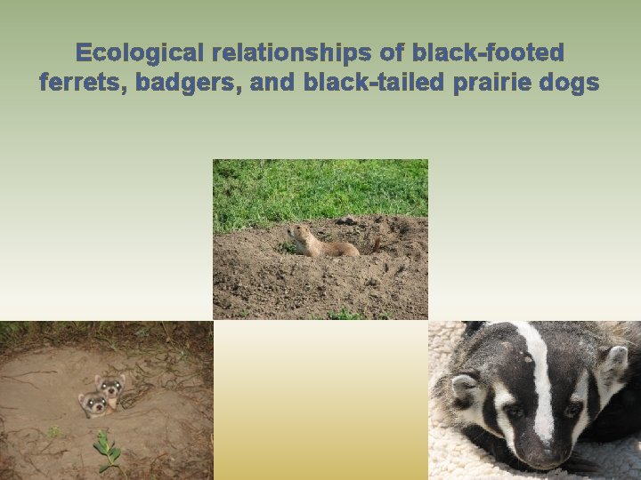Ecological relationships of black-footed ferrets, badgers, and black-tailed prairie dogs 