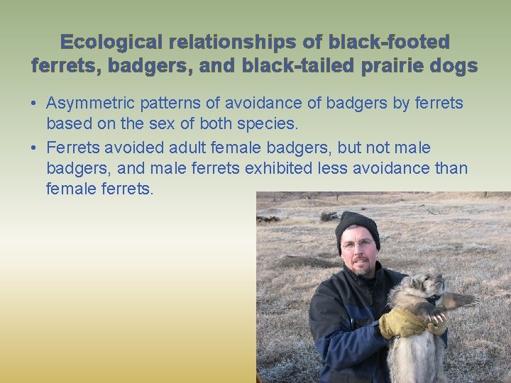 Ecological relationships of black-footed ferrets, badgers, and black-tailed prairie dogs • Asymmetric patterns of