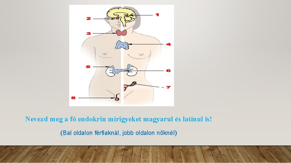 Nevezd meg a fő endokrin mirigyeket magyarul és latinul is! (Bal oldalon férfiaknál, jobb