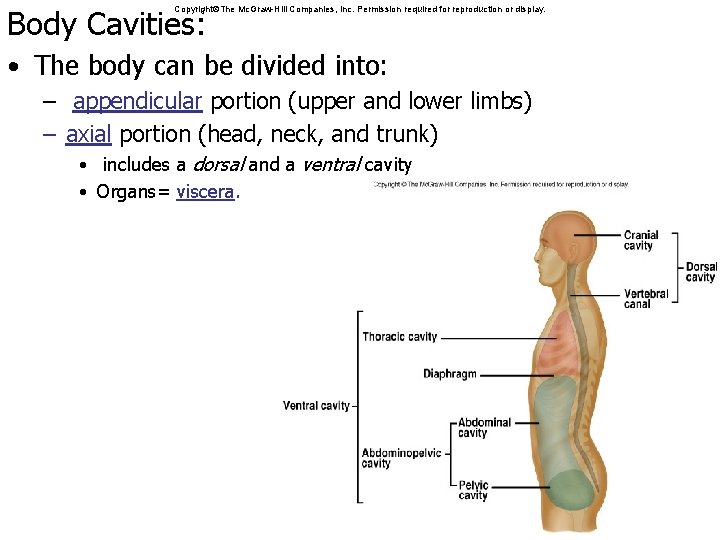 Body Cavities: Copyright The Mc. Graw-Hill Companies, Inc. Permission required for reproduction or display.