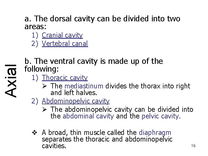 a. The dorsal cavity can be divided into two areas: Axial 1) Cranial cavity