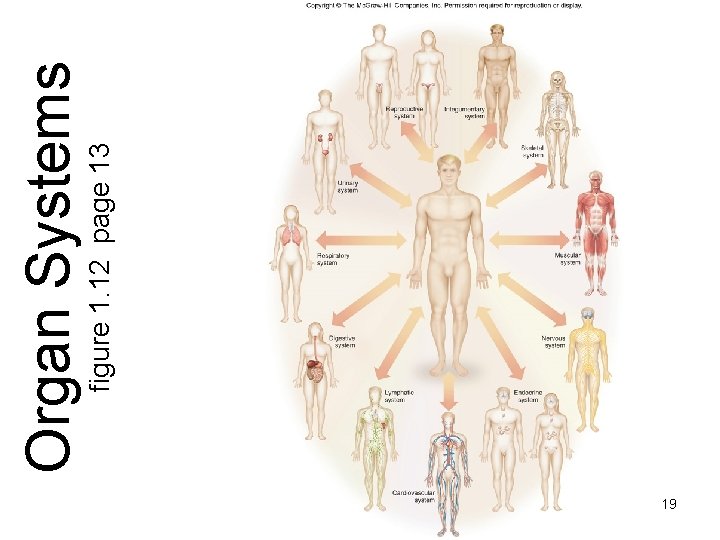 19 figure 1. 12 page 13 Organ Systems 