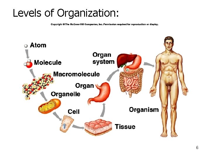 Levels of Organization: 6 