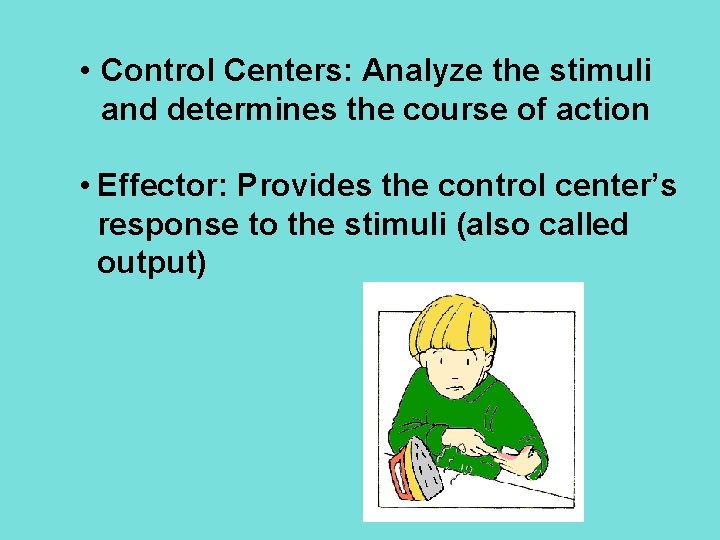  • Control Centers: Analyze the stimuli and determines the course of action •