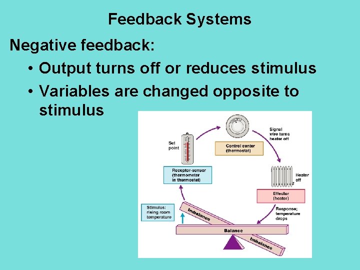 Feedback Systems Negative feedback: • Output turns off or reduces stimulus • Variables are