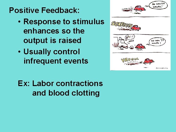 Positive Feedback: • Response to stimulus enhances so the output is raised • Usually