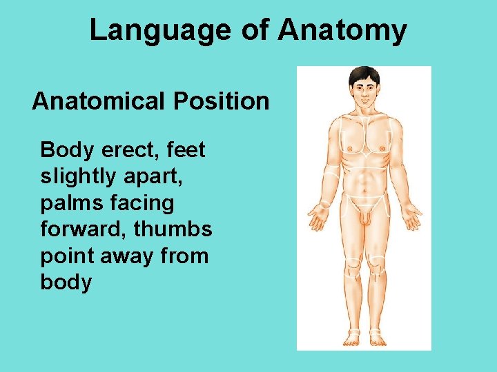 Language of Anatomy Anatomical Position Body erect, feet slightly apart, palms facing forward, thumbs