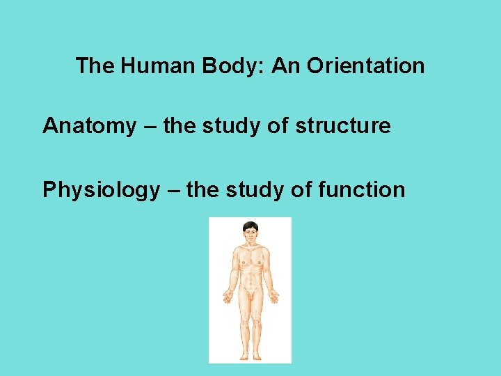 The Human Body: An Orientation Anatomy – the study of structure Physiology – the