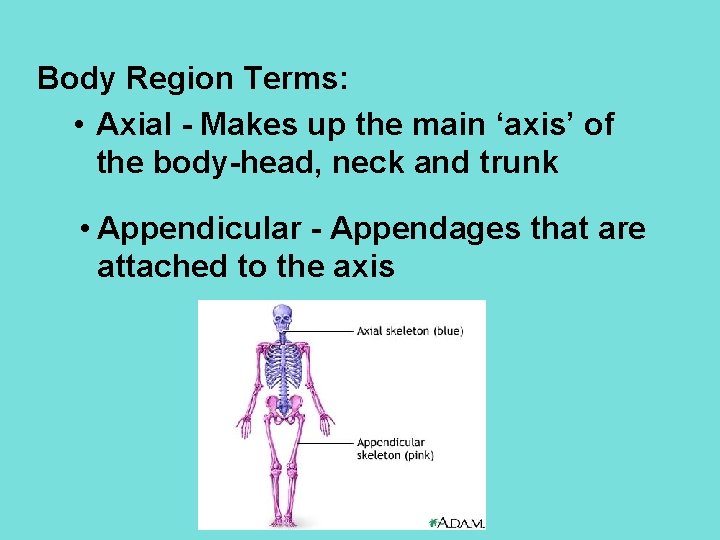 Body Region Terms: • Axial - Makes up the main ‘axis’ of the body-head,