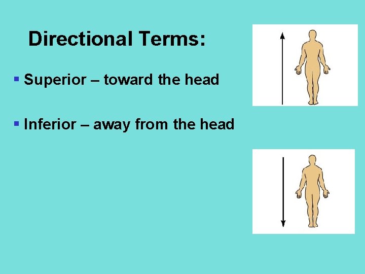 Directional Terms: § Superior – toward the head § Inferior – away from the