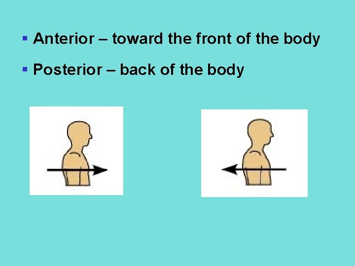 § Anterior – toward the front of the body § Posterior – back of